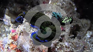 Tambja morosa, Black and blue nudi on the coral in Lembeh strait Sulawesi