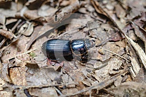 Tambopata, Peru - 27 Nov, 2024: Passalid beetle or bessbug in the Peruvian Amazon
