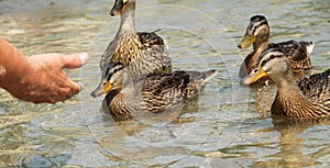 Tame allard ducks