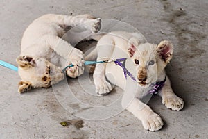 tame baby lion portrait