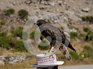 Tame bird of prey sitting on traditional hat in Colca Canyon Arequipa Peru South America hawk falcon