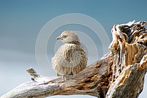 Tame brown bird perched on driftwood.