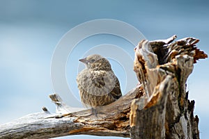 Tame brown bird perched on driftwood.