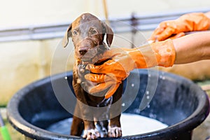 Tame brown Labrador Retriever take a bath