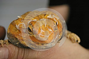 tame, captive, native orange leather back bearded dragon