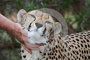 Tame Cheetah photo