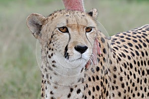 Tame Cheetah photo