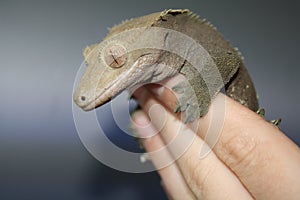 Tame Crested Gecko