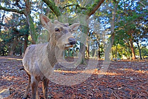 Tame Deer at Nara Park, a park with ancient temples in Nara,