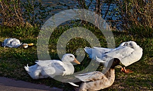 Tame Ducks, Canyon, Texas.