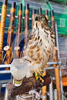 Tame falcon