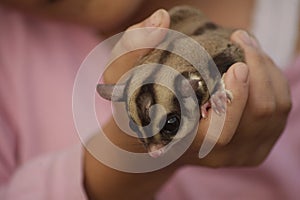 A Tame Flying Squirrel in the Hand of Animal Lover