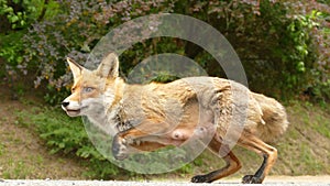 Tame fox jumping