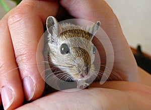 Tame gerbil photo