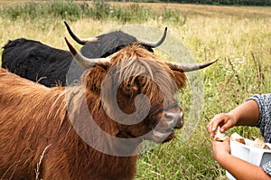 Tame Highland Cattle eat from the hand