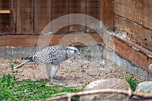 Tame hunting falcon on defocused background with copy space, closeup