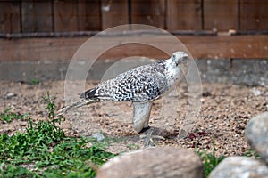 Tame hunting falcon on defocused background with copy space, closeup