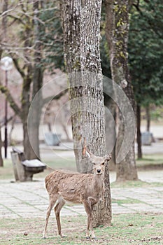 Tame sika deer in Nara Japan photo