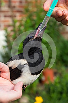 A tame Magpie or Pica Pica is sitting on a human hand and gets an ifusion with water.