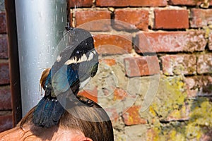 A tame Magpie or Pica Pica is taking a shower. photo