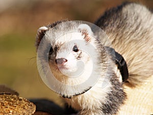 Tame and nosy ferrets (3)