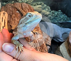 A tame pet lizard and owner`s hand