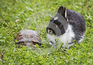 Tame rabbit and turtle.