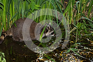 A tame Raccoon has fun in the Water. photo