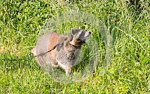 A tame Raccoon with a leading reins.