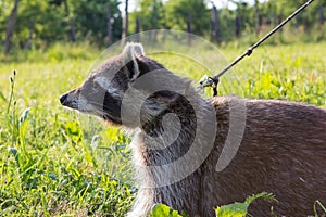 A tame Raccoon with leading reins.