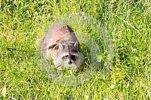 A tame Raccoon with a leading reins. photo