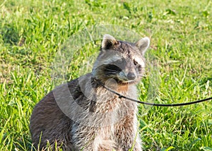 A tame Raccoon sitting on a meadow.