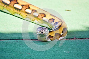 Tame Retyculated Python closeup portrait