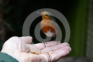 Tame robin eats mealworms from my hand.