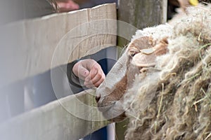 Tame sheep enjoys a pet from visitors of the petting zoo on a farmyard and is outdoor fun on countryside for family and children