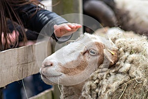 Tame sheep enjoys a pet from visitors of the petting zoo on a farmyard and is outdoor fun on countryside for family and children