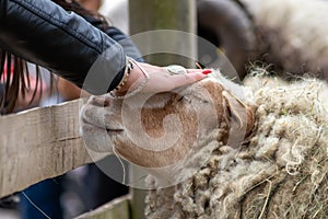 Tame sheep enjoys a pet from visitors of the petting zoo on a farmyard and is outdoor fun on countryside for family and children