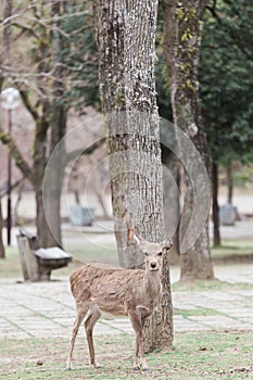 Tame sika deer in Nara Japan