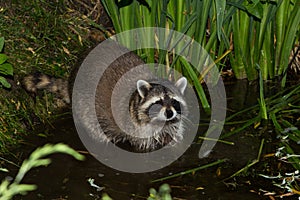 A tame, wet Raccoon is lokking into the camera.