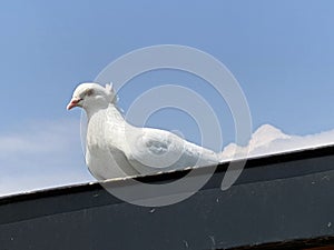 Tame white pigeon from private breeding or white carrier pigeon / Pitomi beli golub iz privatnog uzgoja ili beli golub pismonoÅ¡a