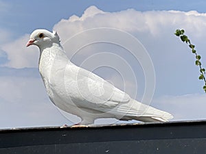 Tame white pigeon from private breeding or white carrier pigeon / Pitomi beli golub iz privatnog uzgoja ili beli golub pismonoÅ¡a