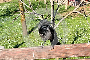 A grey crow sitting on bench photo