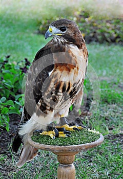 Tamed eagle photo