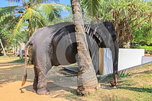 Tamed elephant photo