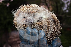 Tamed hedgehog