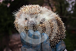 Tamed hedgehog photo