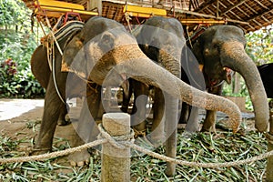 Tamed large elephants with yellow saddles standing and waiting for tourists.