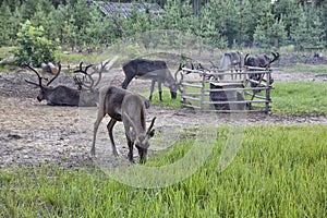 Tamed reindeer graze in the Siberian taiga