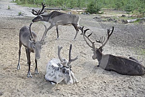 Tamed reindeer graze in the Siberian taiga