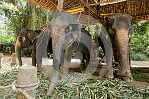Tamed and tied elephants standing with saddle.